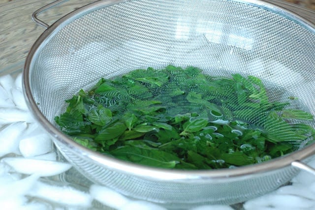 Strainer of blanched basil and parsley submerged in ice water bath