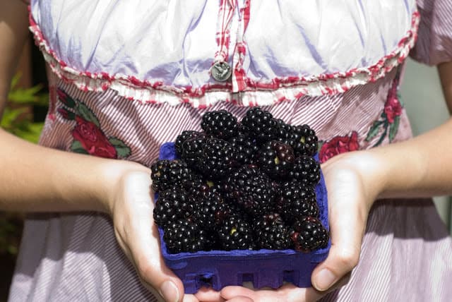 girl holding purple cup of blackberries in hands