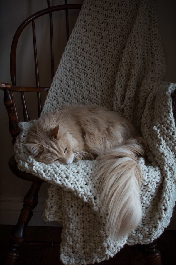 Simply So Good cat sleeping on a chair with a throw