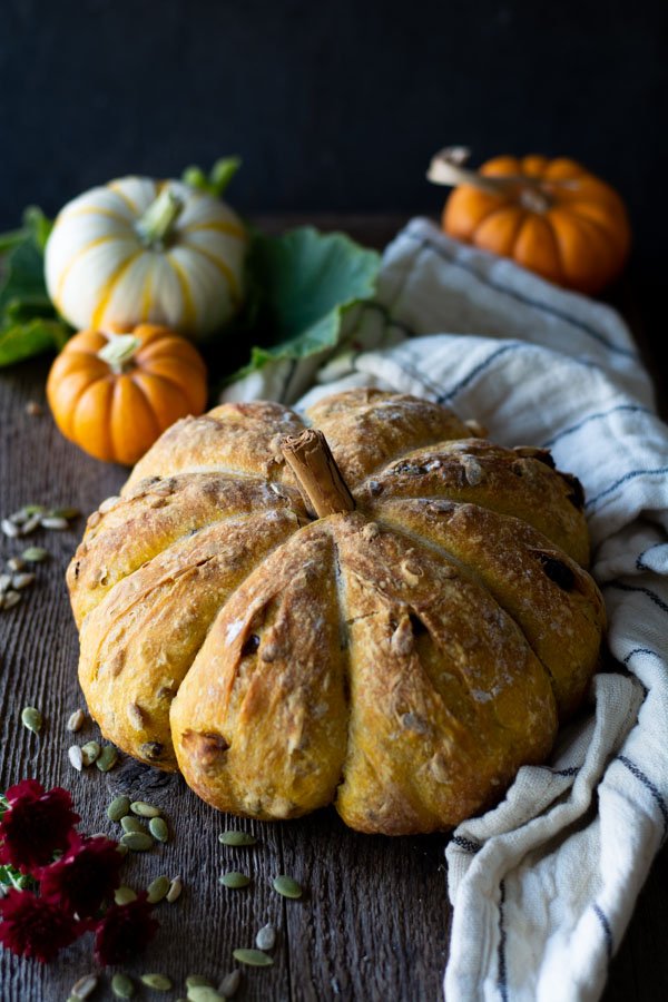 baked no-knead pumpkin harvest bread with a cinnamon stem in the middle. white and orange mini pumpkins in background