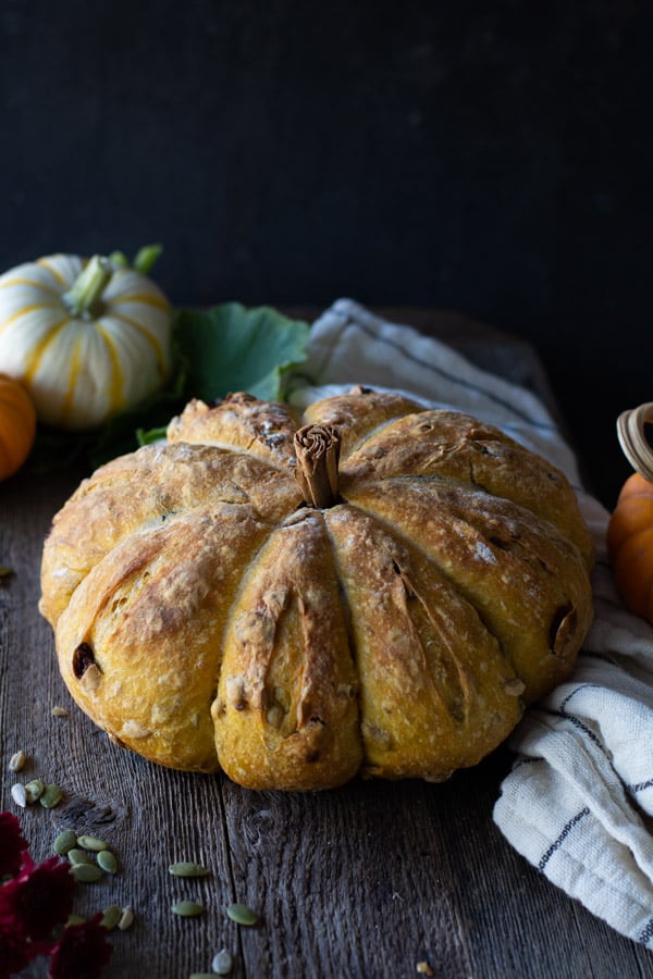 baked no-knead pumpkin harvest bread with a cinnamon stem in the middle. white and orange mini pumpkins in background