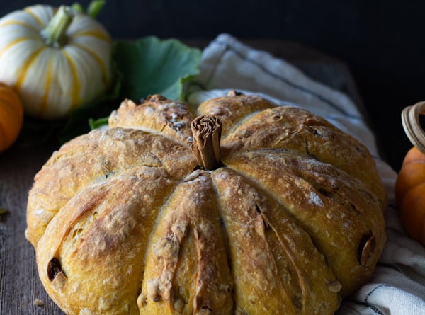 baked no-knead pumpkin harvest bread with a cinnamon stem in the middle. white and orange mini pumpkins in background